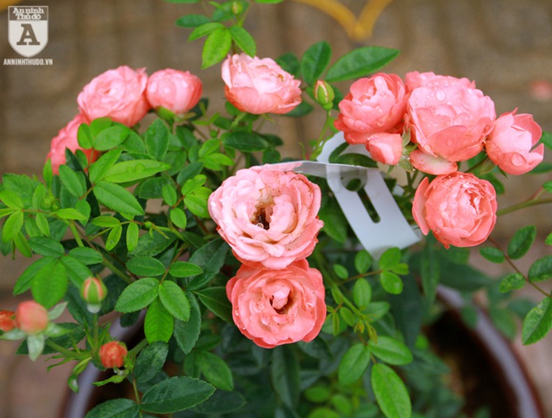 Ngắm hoa hồng bonsai trị giá cả trăm triệu đồng khoe sắc